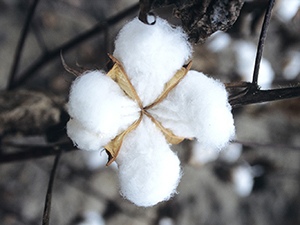 Cotton