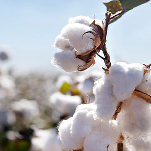 Cotton