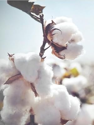 combed cotton socks