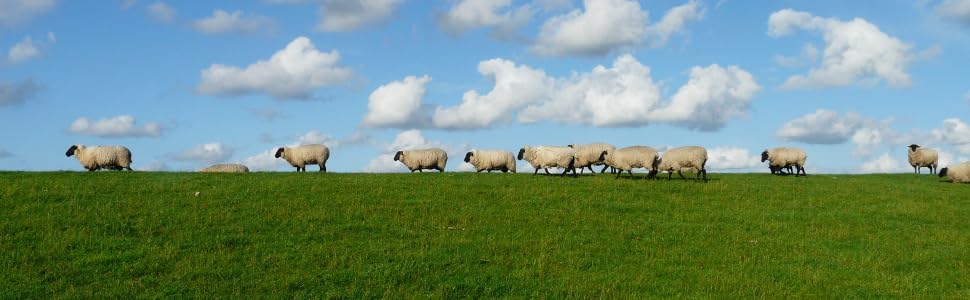 Merino Wool for Comfortable Men''s Dress Socks